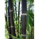 Semillas de Bambú Negro